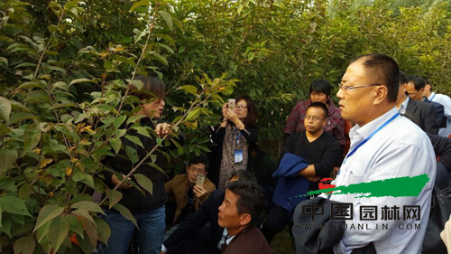 2016年滄保衡三市苗木產銷交流會舉辦